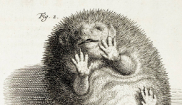 Картинка контента